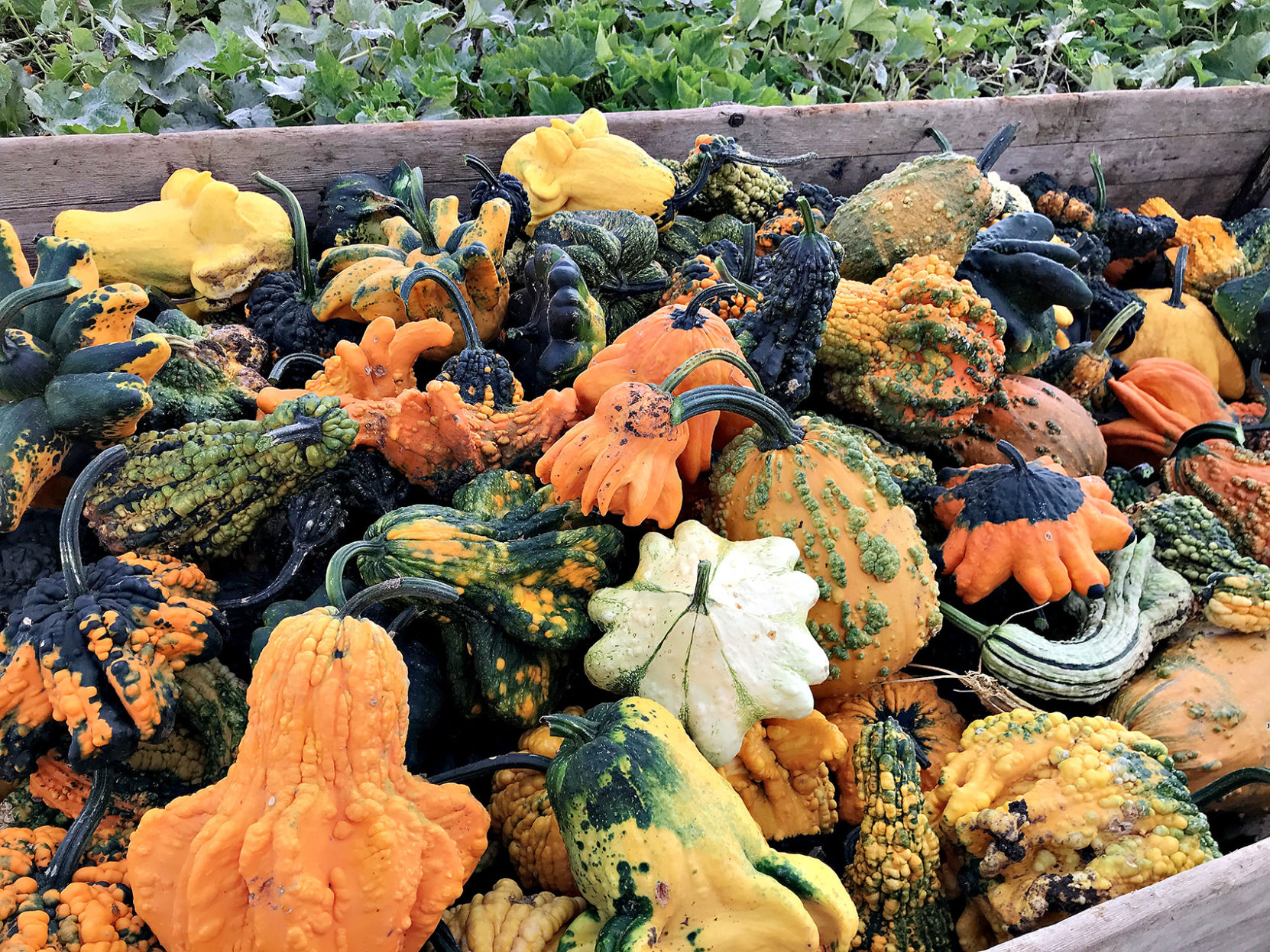 Pumpkins on Garfield 5